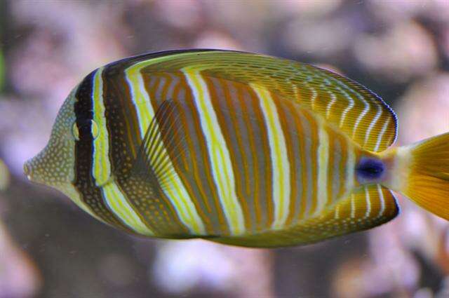Слика од Zebrasoma veliferum (Bloch 1795)