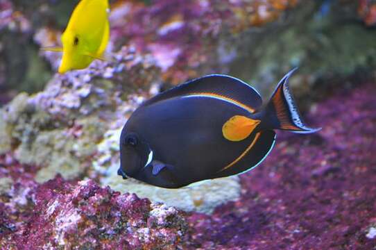 Image of Achilles Tang