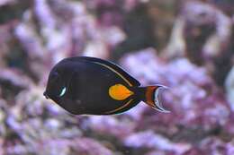 Image of Achilles Tang
