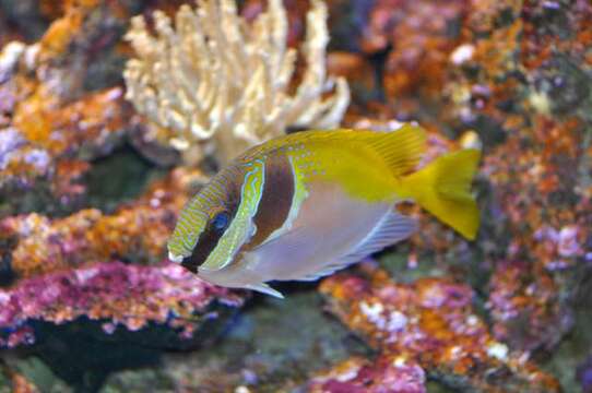 Image of Barhead spinefoot