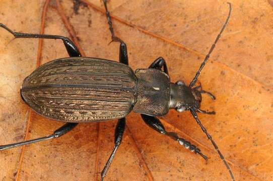 Image of true ground beetle genus