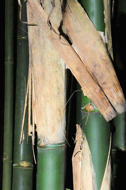 Sivun Bambusa kuva