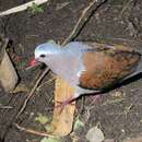 Image of Common Emerald Dove