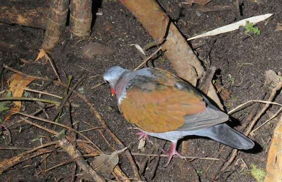 Image of Emerald Dove