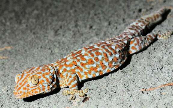 Image of Tropical Asian Geckos