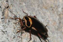 Image of Polyneoptera