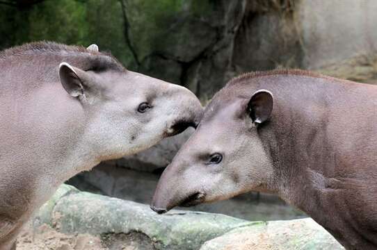 Image de tapir