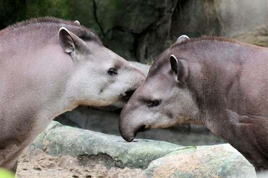 Image de tapir