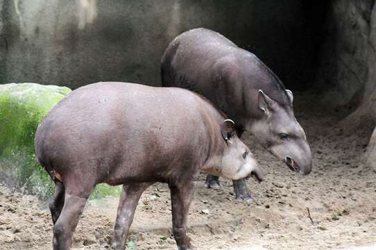 Image of tapir