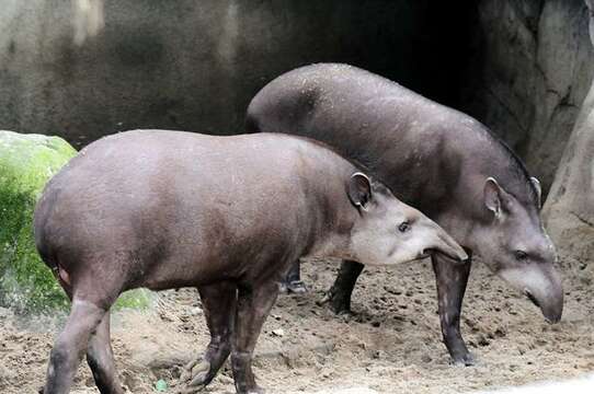 Image de tapir