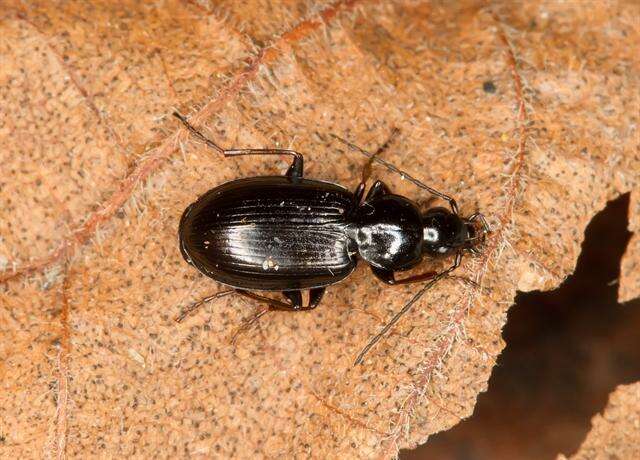 Image of Agonum (Europhilus) gracile Sturm 1824