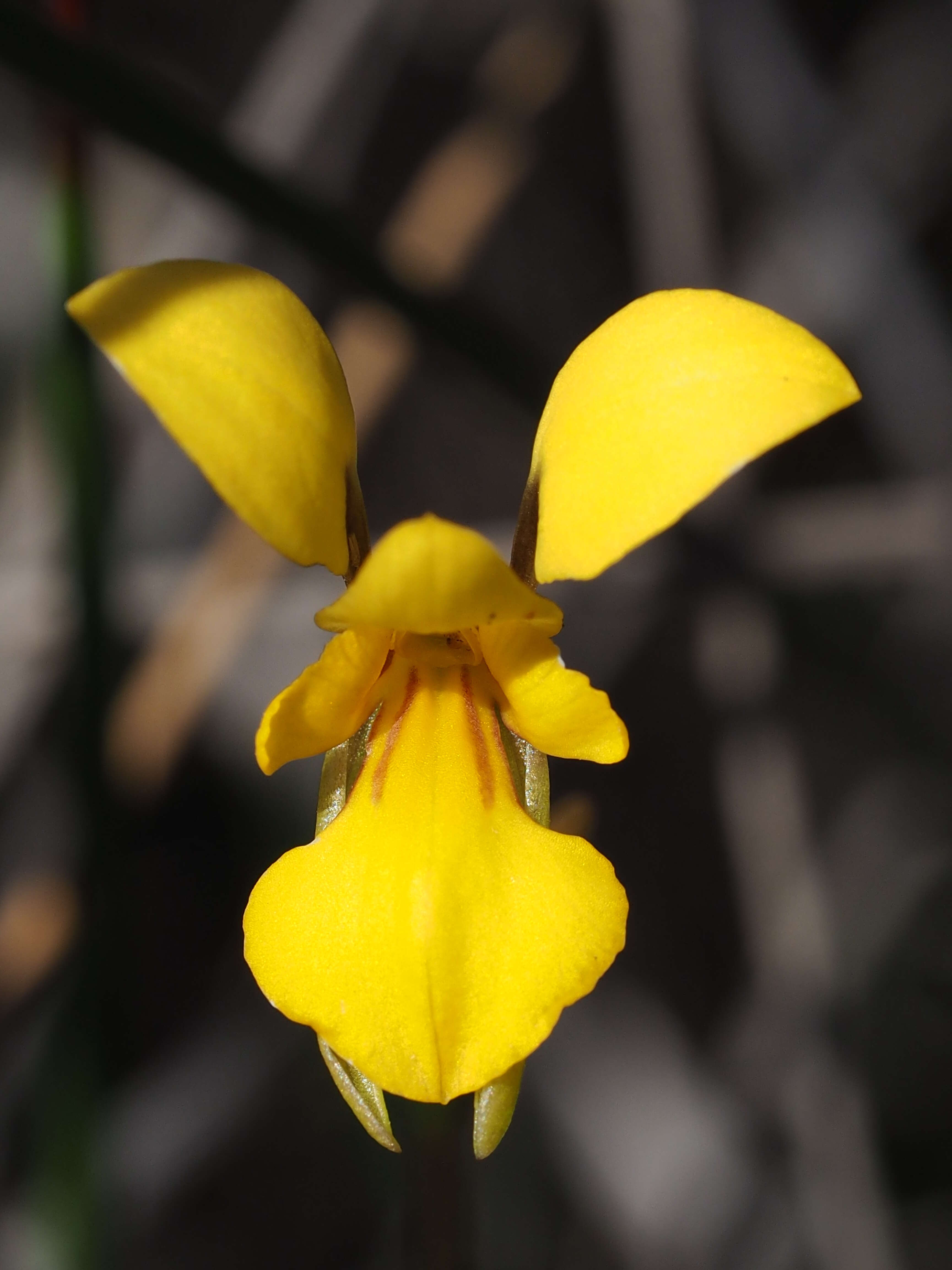 Image de Diuris laevis Fitzg.