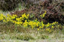 Слика од Genista anglica L.