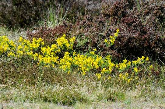 صورة Genista anglica L.