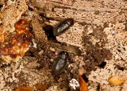 Image of minute tree-fungus beetles