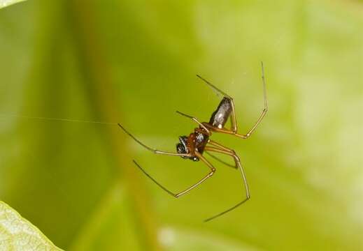 Image of Platform spiders