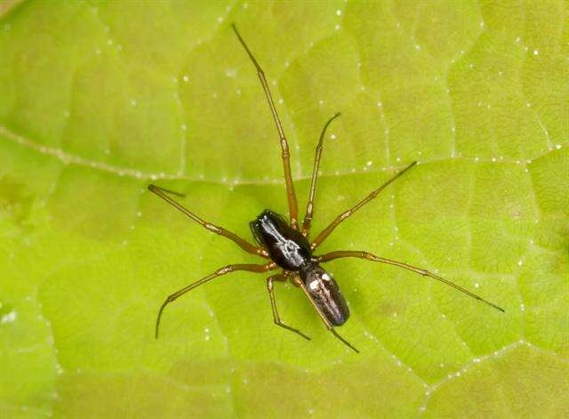 Image of Platform spiders