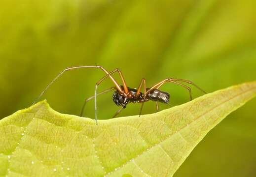 Image of Platform spiders