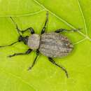 Image of lovage weevil