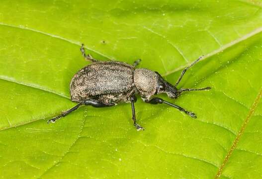 Image of lovage weevil