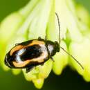 Image of Striped flea beetle