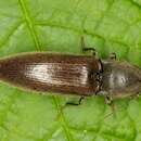 Слика од <i>Athous haemorrhoidalis</i>