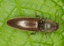 Слика од <i>Athous haemorrhoidalis</i>