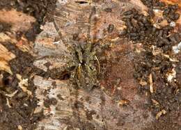 Image of Thinlegged Wolf Spiders