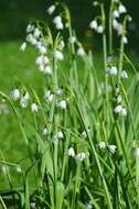 Image of Snowflake plants