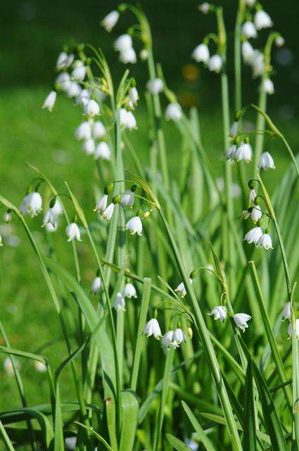 Image of Snowflake plants