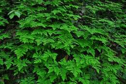 Image of oakfern