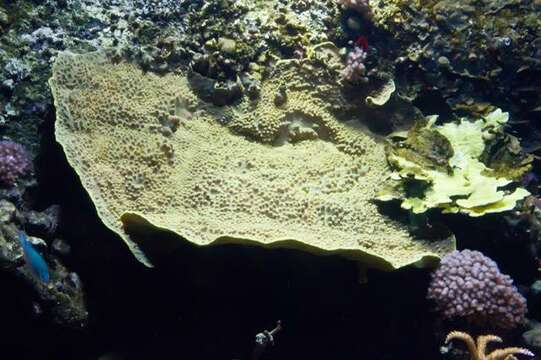 Image of dendrophylliid corals 