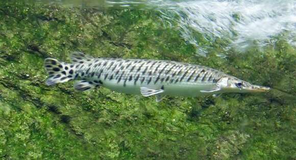 Image of gars