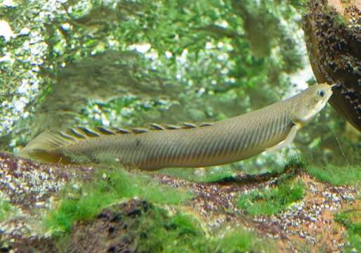 Image of bichir