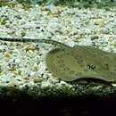 Image of Anglespot river stingray