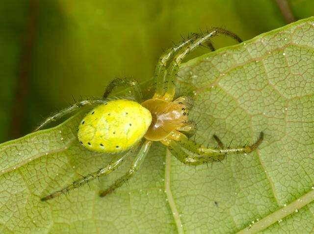 Image of Cucumber green spider