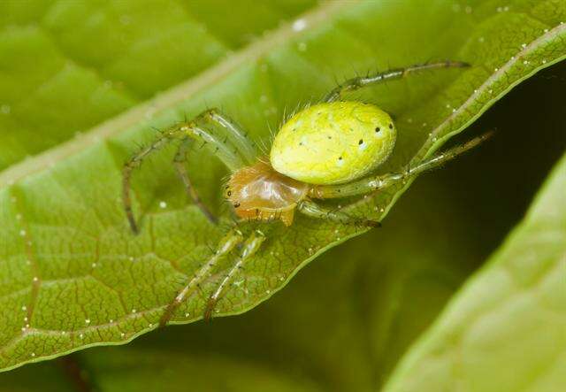 Image of Cucumber green spider