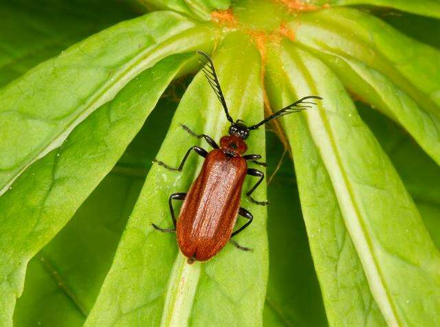 Слика од <i>Schizotus pectinicornis</i>