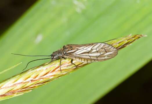 Image of alderflies