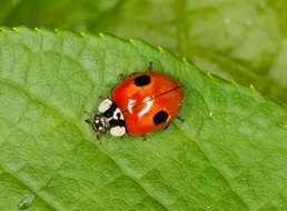 Image of ladybird beetles