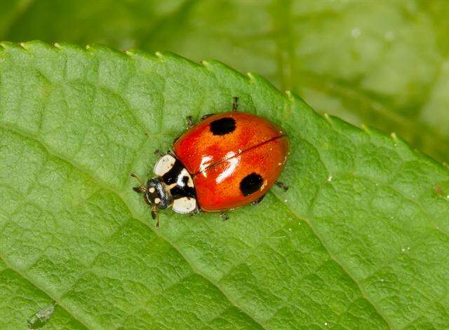 Image of ladybird beetles