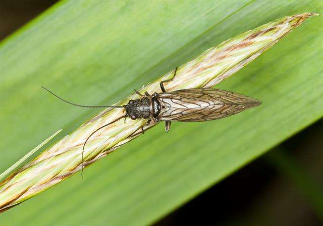 Image of alderflies