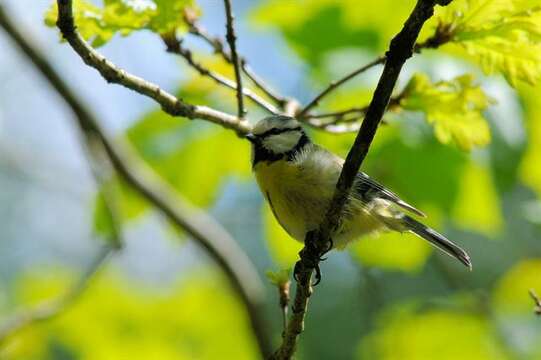 Image of <i>Parus caeruleus</i>