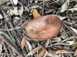 Image of Red Pine Mushroom