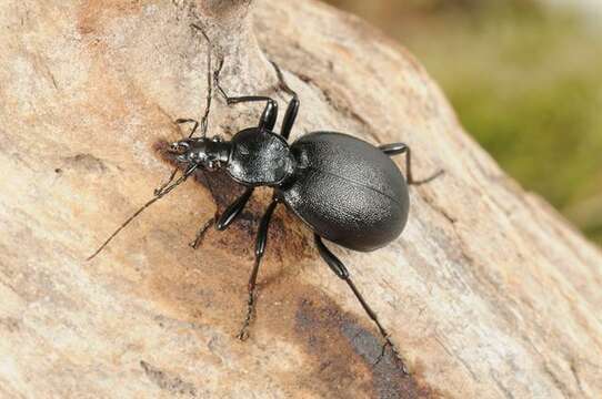 Image of Rare Snail-eating Beetles