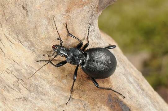 Image of Rare Snail-eating Beetles