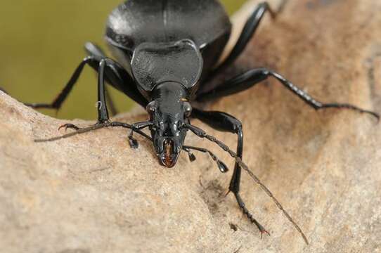 Image of Rare Snail-eating Beetles