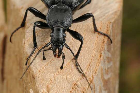 Image of Rare Snail-eating Beetles