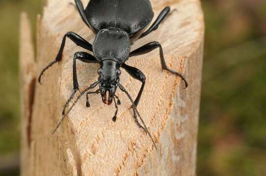 Image of Rare Snail-eating Beetles