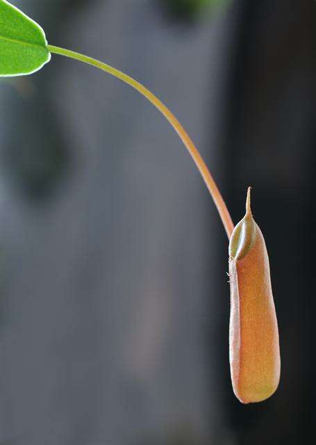 Image of <i>Nepenthes</i> alata × Nepenthes <i>ventricosa</i>